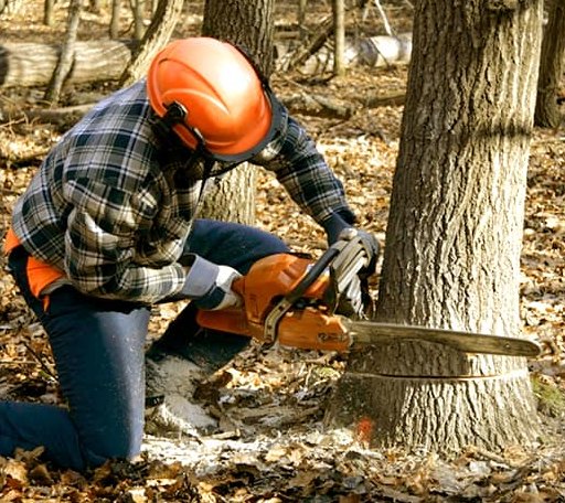 Tree Removal in Annandale, VA